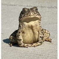 INtangled Balance logo - Similar company to Endcan