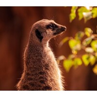 Meerkat SEO logo - Similar company to Firefly Seo