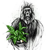 Parrot-Studio logo - Similar company to Bmn Productions
