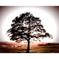 Silent Tree Music