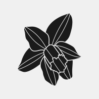 Black Daffodil