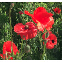 Groene Groei | Communicatie & Advies