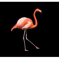 HAPPY FLAMINGOS studio logo - Similar company to Virtual Room