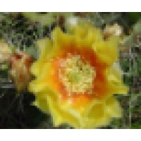 Wildflower School Of Botanical Medicine