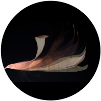 Automorph Network logo - Similar company to Automorph