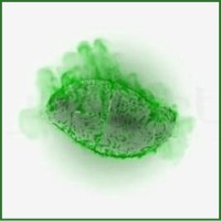 greenmango logo - Similar company to Ems Consulting Group
