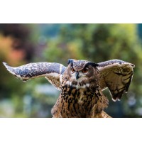 Bubo²