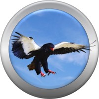 Bateleur Brand Planning logo - Similar company to Quantum Studios
