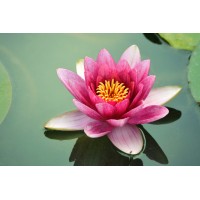 SOULFUL ESSENTIALS, INC logo - Similar company to Wakanna Ltd