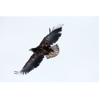 Outdoor Adventure of Greenland.com logo - Similar company to Nomad Greenland Aps