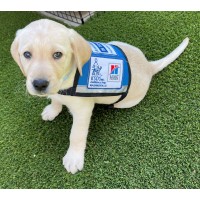 KSDS Assistance Dogs, Inc. logo - Similar company to Paws Giving Independence, Nfp