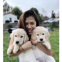 Bolt Family Goldens