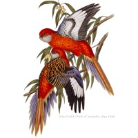 Biodiversity Heritage Library Australia logo - Similar company to Biodiversity Heritage Library