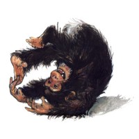 Irene Goede Illustraties