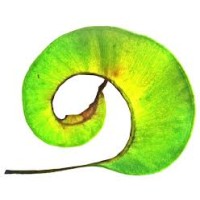 Plum Gorgeous Conservation Retreat logo - Similar company to Yakumed Limited