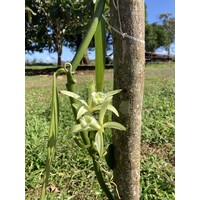 Vanilla Costa Rica logo - Similar company to Origin Specialty Coffee & Gourmet Vanilla