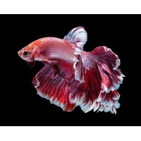 Successful Aquarium logo - Similar company to Cage + Aquarium
