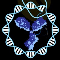 Yale University Chapter Of The Biophysical Society