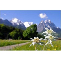 EDELWEISS EXECUTIVE SEARCH logo - Similar company to Itarsa