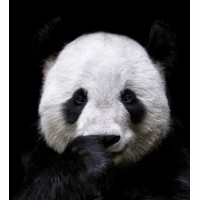 Panda Corp logo - Similar company to Panda Corp
