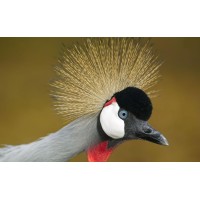 Twipa Safaris Ltd
