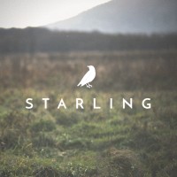 Starling Hats logo - Similar company to A41 👽 All For One