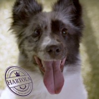 Hartolan kunta / Municipality of Hartola logo - Similar company to Padasjoen Kunta - Municipality Of Padasjoki