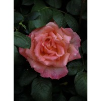Rachel Oates Photography logo - Similar company to Garden Sourcebook By Sgld