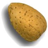 Rhizome Networks Ltd