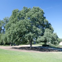 Blue Oak Tree Advisors LLC logo - Similar company to Chase Merchant Services