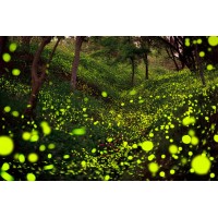 Firefly CFO logo - Similar company to Texas Ecogrow