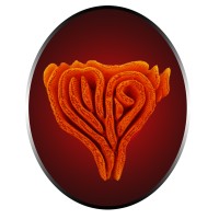 Endangered Wildlife OU logo - Similar company to Limitflex