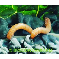 Broodwormfarm logo - Similar company to Omni.Farm