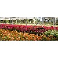 Topiary Creations