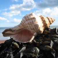 Seashell Communications logo - Similar company to E-Shot™