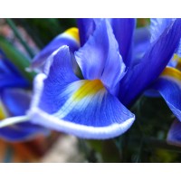 Cornerstone Partners Horticultural Services Company logo - Similar company to Npower Technologies