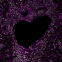 Discover liver logo - Similar company to Glyco-N