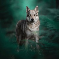 Art of Dog Photography logo - Similar company to Only Sushi L Sushi A Domicilio En Barcelona