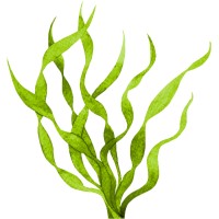 Algae & Algae Ltd logo - Similar company to Popalgae