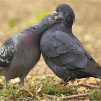 OvoControl logo - Similar company to Birdprotech® - Bird Control Solutions