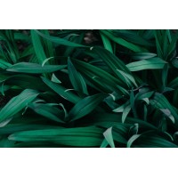 Bluearrow logo - Similar company to Bluearrow