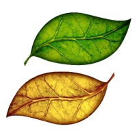 Solar Grants Biotechnology Inc. logo - Similar company to Learngmp