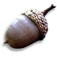 Acorn Investment Partners logo - Similar company to Cyber Romance