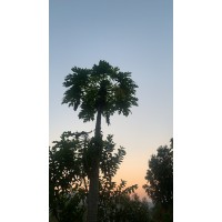 Tree logo - Similar company to Klaro