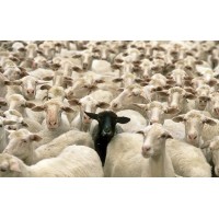 Black Sheep Retail Products logo - Similar company to Blacksheep