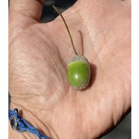 Transactional Conversations