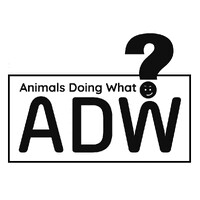 Animals Doing What LLC logo - Similar company to Sight & Sound Productions