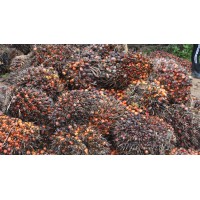 National Oil Palm Project- Uganda logo - Similar company to Openstreetmap Uganda
