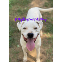Part of My Pack Pet Care logo - Similar company to T-Rex 4935