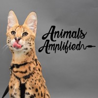 Animals Amplified logo - Similar company to Felis Consulting Llc